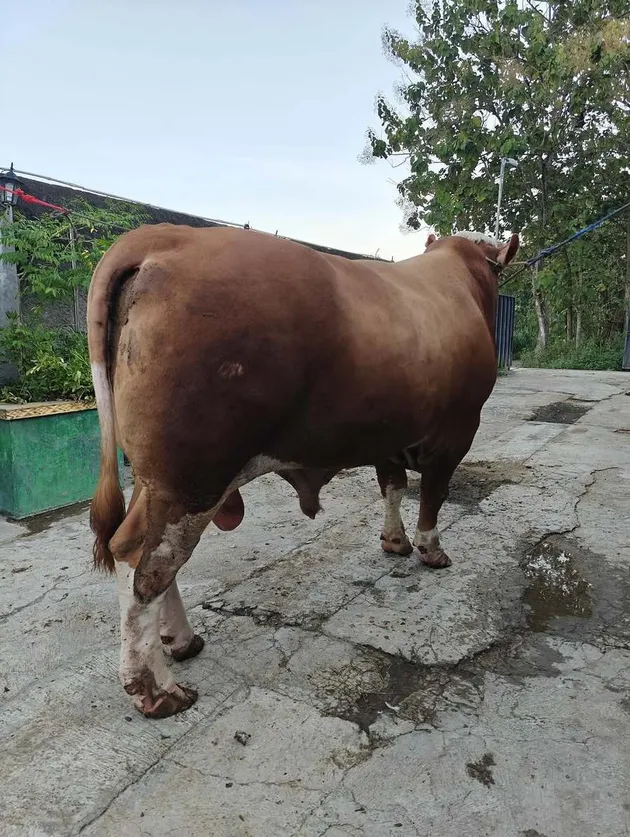 Inul Daratista Siapkan Lima Ekor Sapi Kurban