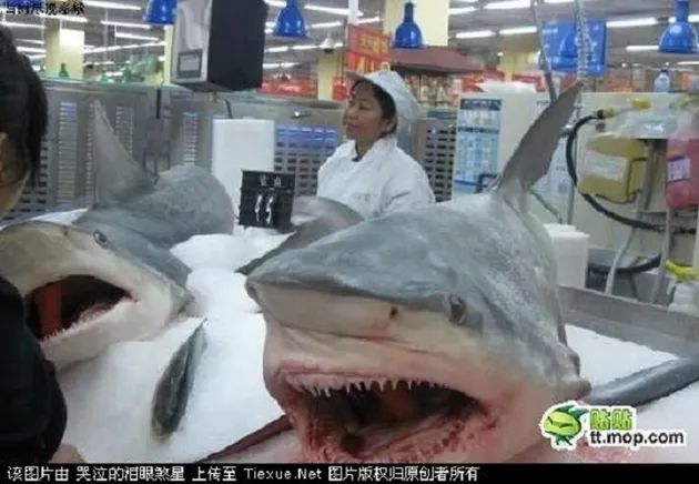 hal unik, hal unik di china, hal aneh di china