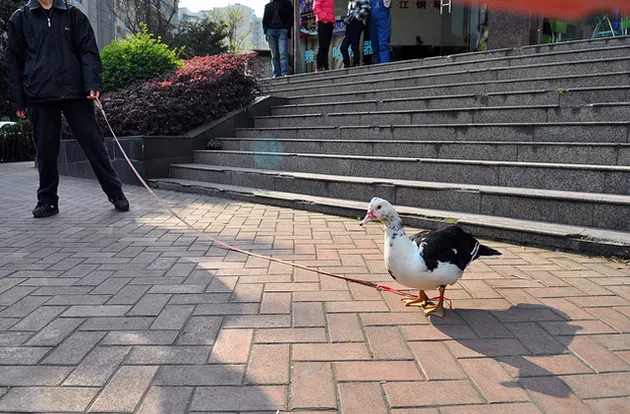 hal unik, hal unik di china, hal aneh di china