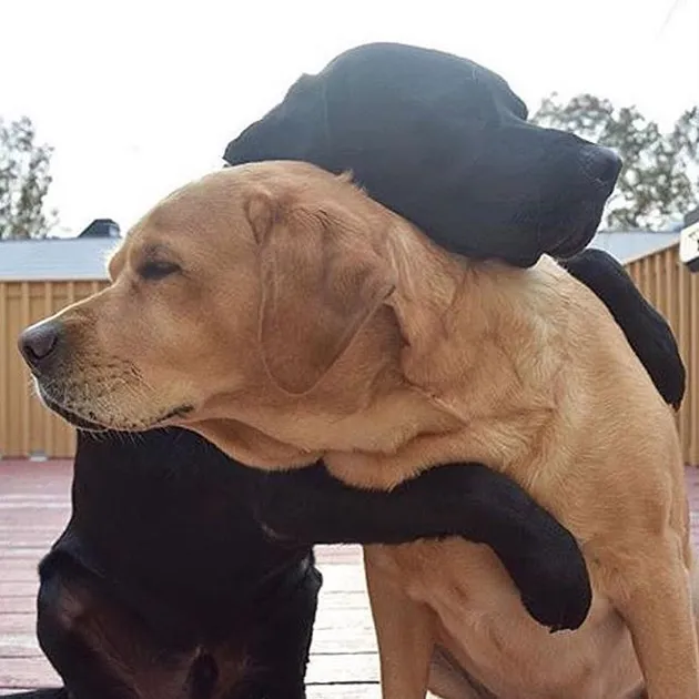 foto anjing lucu
