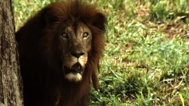 SIMAK DERETAN FILM SEPAK BOLA TERBAIK MENURUT KRITIKUS ...