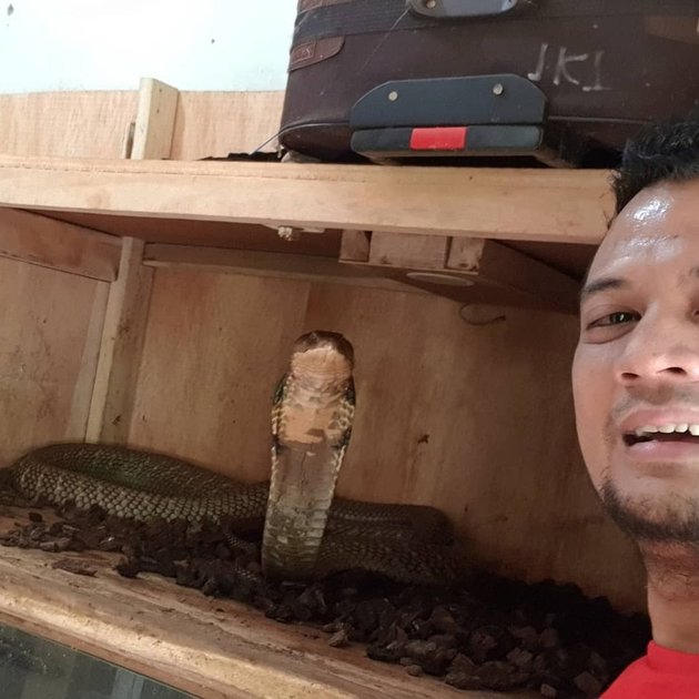 Already Like a Brother, Take a Peek at 8 Moments of Panji Petualang with 'Garaga' the King Cobra