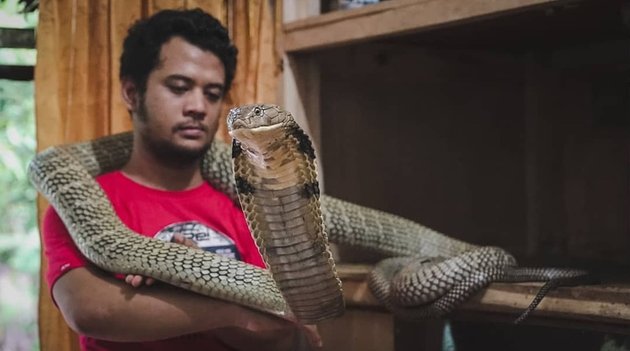 Already Like a Brother, Take a Peek at 8 Moments of Panji Petualang with 'Garaga' the King Cobra