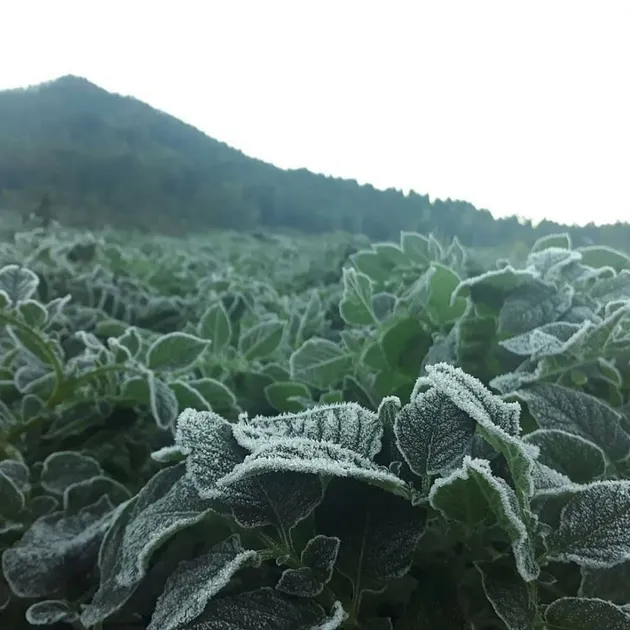 dataran dieng, dataran tinggi dieng, dataran dieng dingin, dataran dieng bersalju