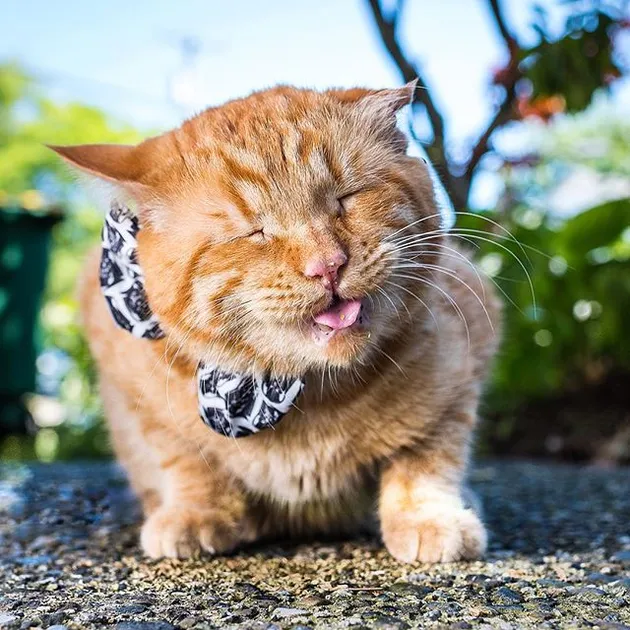kucing lucu