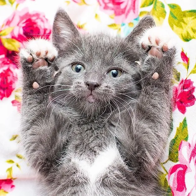 kucing lucu