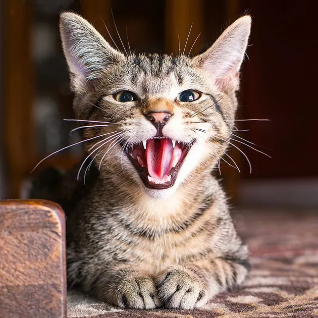 kucing lucu