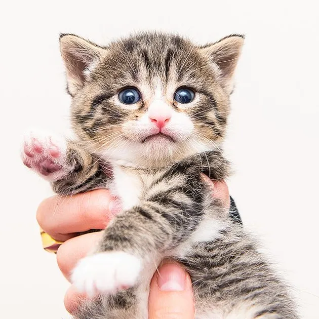 kucing lucu