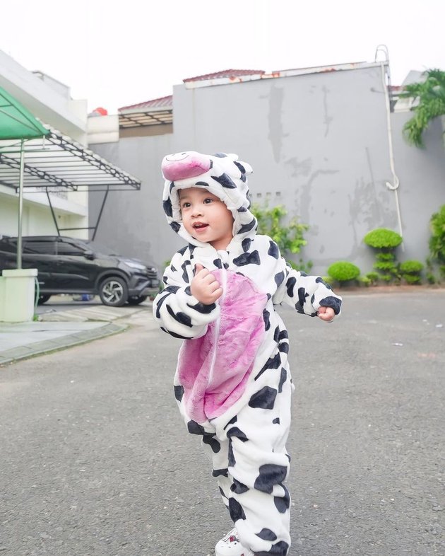 Too Cute, Gala Sky Wearing a Cow Costume - Growing Bigger and Getting Even More Handsome and Adorable