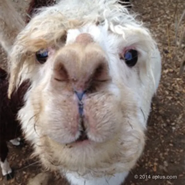 Ashton Kutcher - Mila Kunis