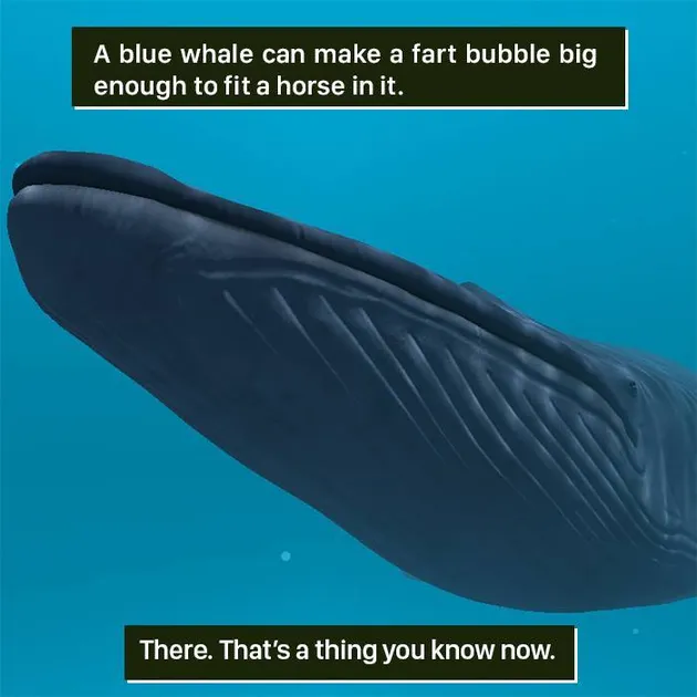 Fakta Hewan