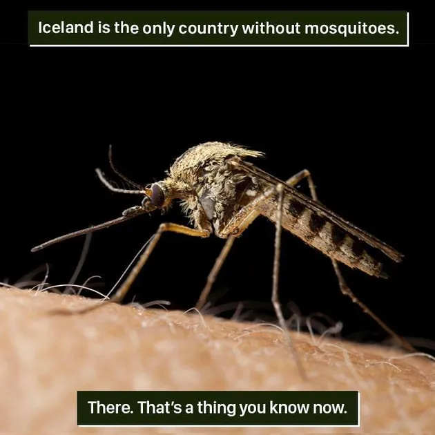 Fakta Hewan