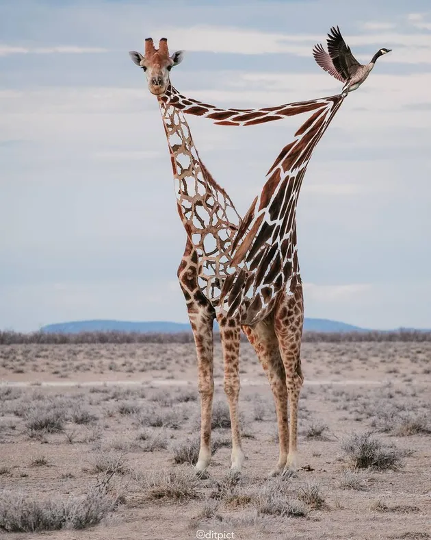 Animal digital imagine @ditpict
