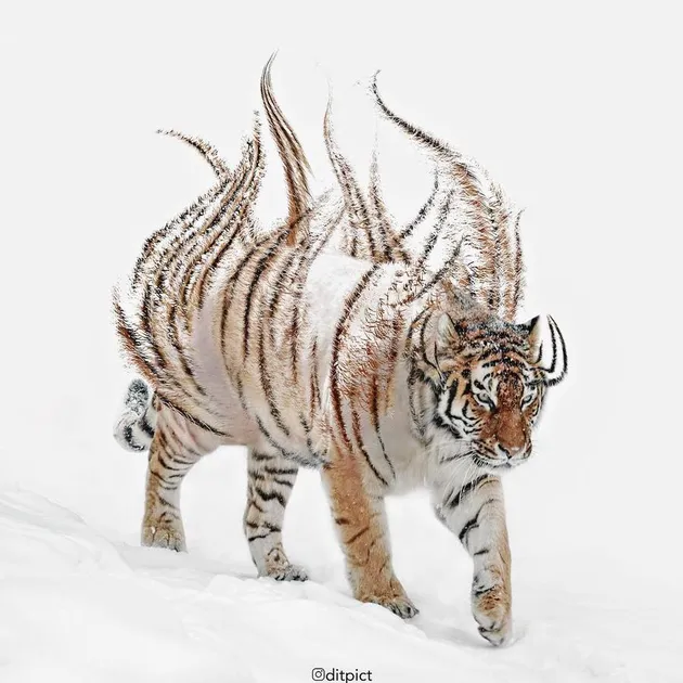 Animal digital imagine @ditpict