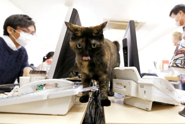 kucing, kucing lucu, foto kucing