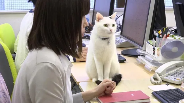 kucing, kucing lucu, foto kucing