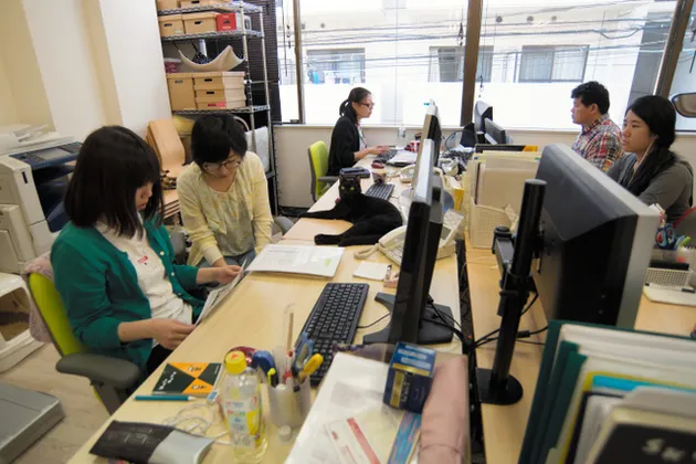 kucing, kucing lucu, foto kucing