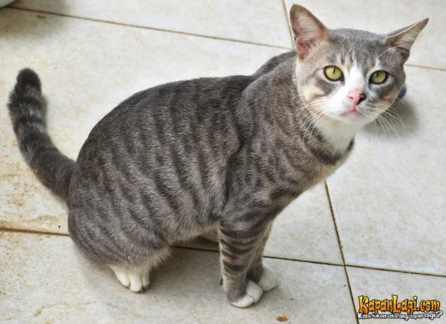 Kucing Herichan