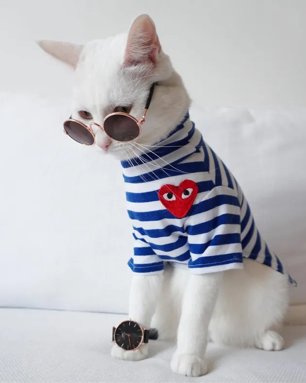 foto kucing lucu