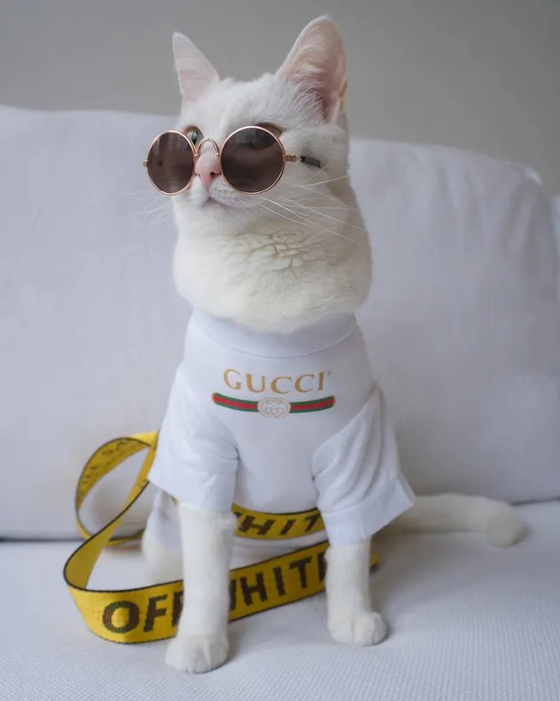 foto kucing lucu