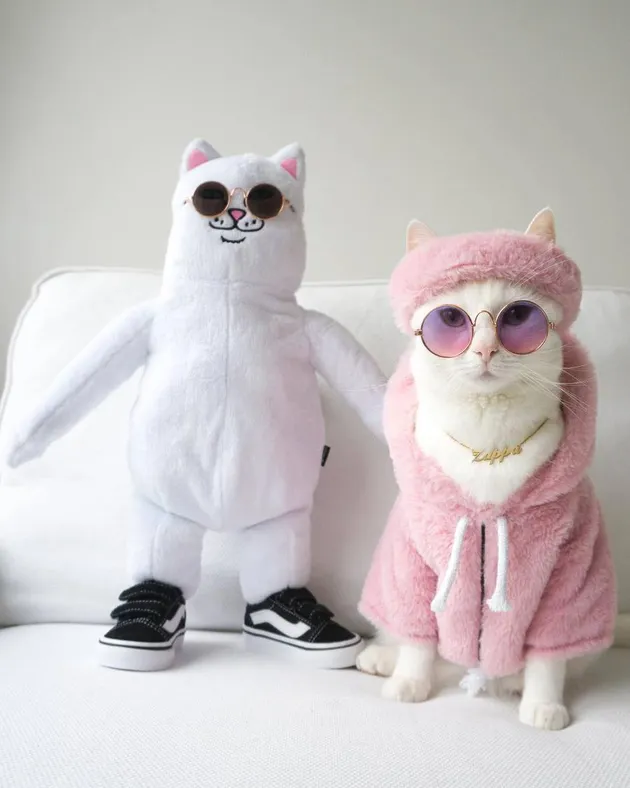 foto kucing lucu