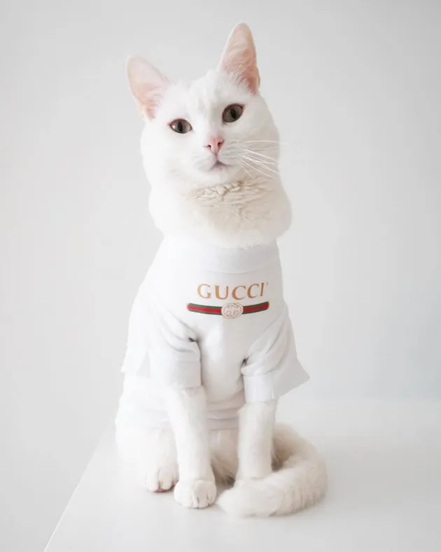 foto kucing lucu