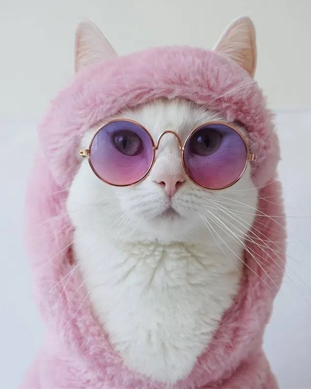 foto kucing lucu