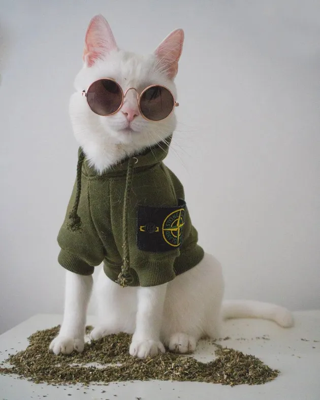 foto kucing lucu