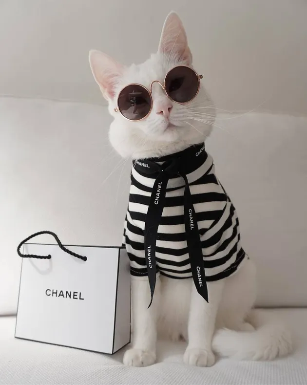 foto kucing lucu