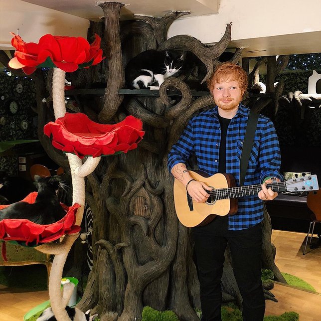 Patung lilin Ed Sheeran bersanding bareng kucing-kucing. (instagram.com/madametussauds)