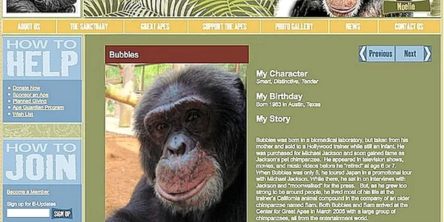 Simpanse Michael Jackson Diadopsi Warga Australia