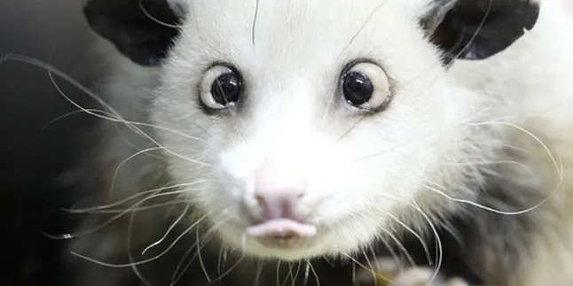 Siapa Sih Heidi The Possum Si Peramal Oscar? Siapa Sih Heidi The Possum Si Peramal Oscar?