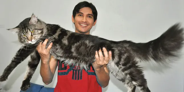 Bisnis Kucing Maine Coon, Lucky Hakim Jamin Kualitas Bisnis Kucing Maine Coon, Lucky Hakim Jamin Kualitas