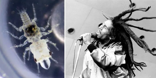 Nama Bob Marley Jadi Nama Spesies Parasit