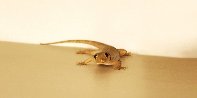 10 Meanings of Lizard Falling on Certain Body Parts, Good or Bad Signs?