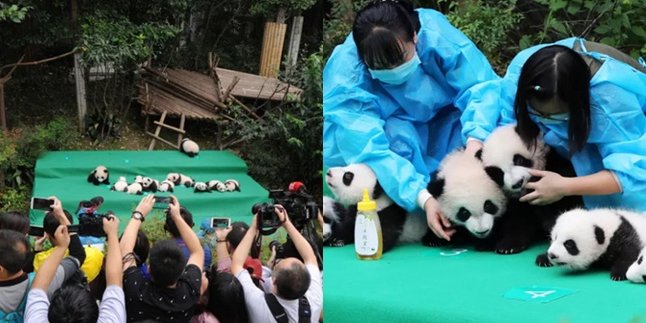 10 Bayi Giant Panda Dipamerkan Ke Publik Untuk Pertama Kalinya, Lucu Banget!
