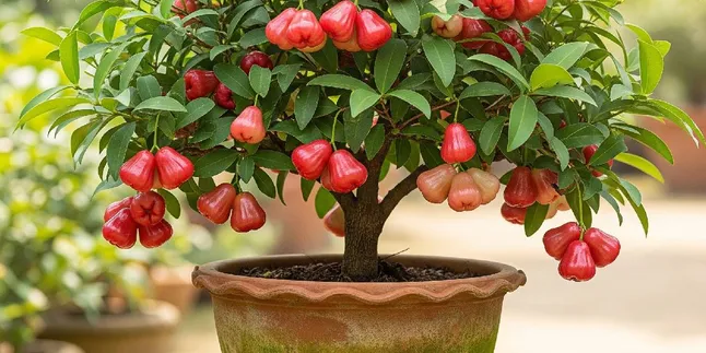 10 Ways to Plant Short Fruit Trees So that a Narrow Yard Can Still Yield