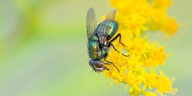 10 Cara Mengusir Lalat di Rumah dengan Mudah dan Ampuh