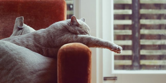 10 Cute Cat Photos that are Lazy to Move from Comfortable Positions, Just Want to Lie Down!