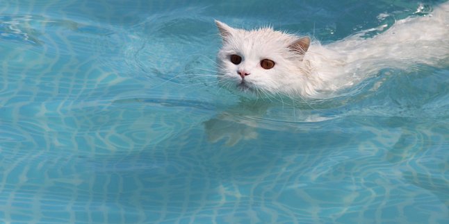 10 Foto Kucing yang Hempaskan Mitos Takut Air, Super Lucu dan Menggemaskan Dong
