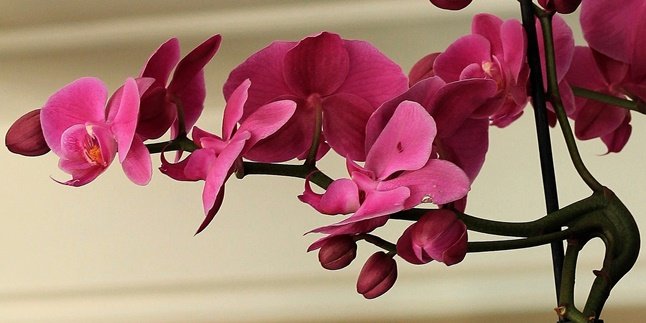 10 Most Favorite Orchid Flower Types in Indonesia, Suitable for Cultivation
