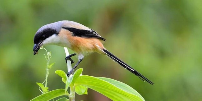 8 Most Popular Chirping Bird Species with Beautiful and Melodious Sounds