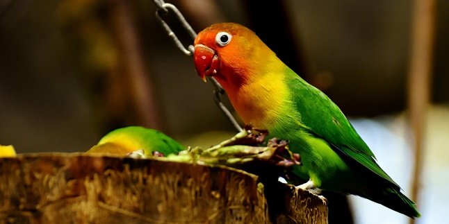 10 Jenis Burung Lovebird Paling Favorit Beserta Cirinya