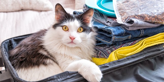 10 Cats Who Love Traveling, Their Style is Super Cool!