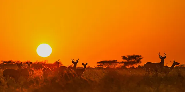10 Kuliner Spesial Penyempurna Mudik Lebaran ke Banyuwangi