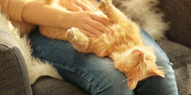 10 Mitos Soal Bulu Kucing, dari Pemicu Asma Sampai Membahayakan Ibu Hamil