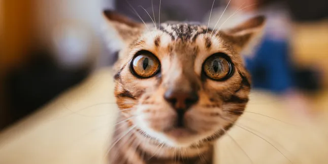 10 Cute Poses of Bengal Cats, Like Having a Mini Tame Tiger at Home
