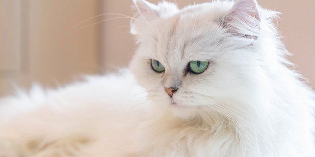 10 Cute Cat Breeds with the Most Expensive Pedigree, Only the Sultan Owns