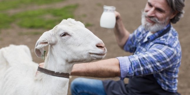 11 Manfaat Susu Kambing, Cepat Rasakan Khasiatnya Saat Diminum Rutin