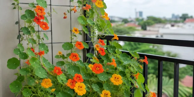 11 Climbing Plants to Beautify Your Balcony, Transform a Narrow Corner into a Greener Space